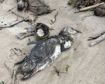 Quarto pinguim morto é encontrado no litoral de Alagoas