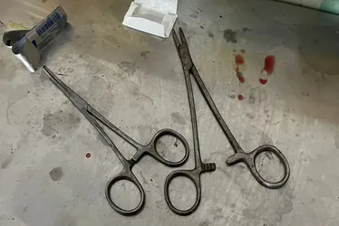 
				Clínica veterinária que fazia cirurgias irregulares em animais é interditada
			
			