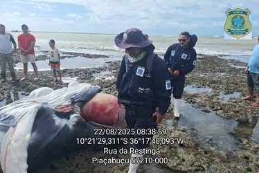 
				Filhote de baleia Jubarte de 5 metros aparece morto em Piaçabuçu
			
			