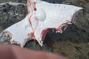 
				Filhote de baleia Jubarte de 5 metros aparece morto em Piaçabuçu

			