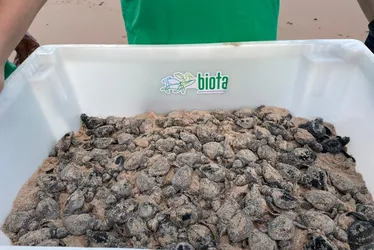
				Primeira soltura da temporada leva ao mar de Maceió 85 filhotes de tartarugas de espécie ameaçada
			
			