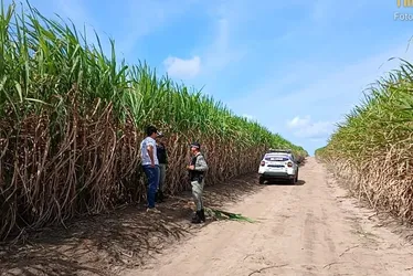 
				Veja momento em que bombeiros retiram corpo enterrado em canavial em Penedo

			
