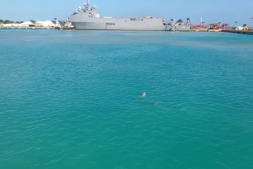 
				Golfinhos dão show no Porto de Maceió e encantam maceioenses e turistas
			
			