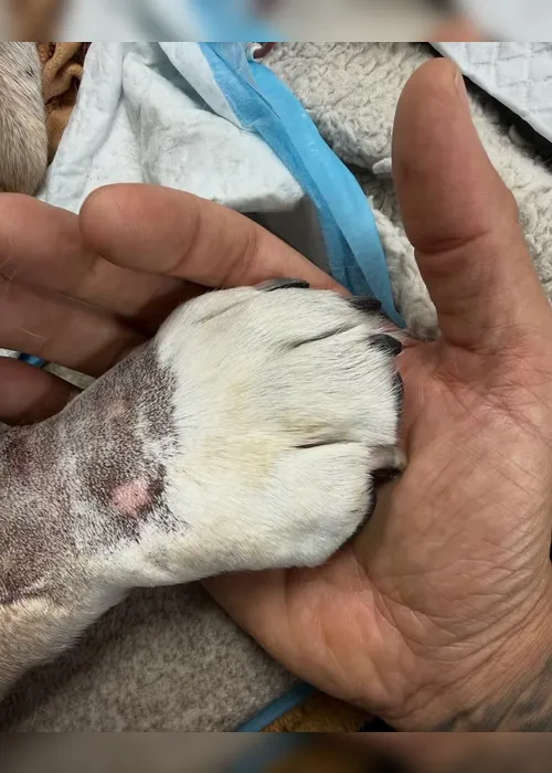 
				Cachorro de Lewis Hamilton morre 'nos braços' do piloto: "Um anjo e verdadeiro amigo"
			
			