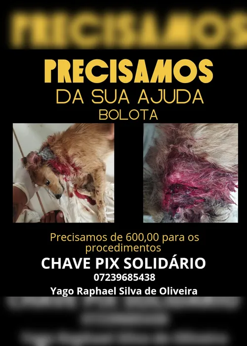 
				Cachorro é atacado por 8 cães em Maceió e luta pela vida com ajuda de doações
			
			