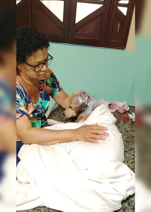 
				Cachorro é atacado por 8 cães em Maceió e luta pela vida com ajuda de doações
			
			