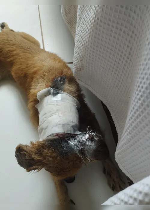 
				Cachorro é atacado por 8 cães em Maceió e luta pela vida com ajuda de doações
			
			