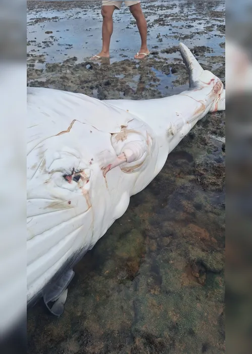 
				Filhote de baleia Jubarte de 5 metros aparece morto em Piaçabuçu

			