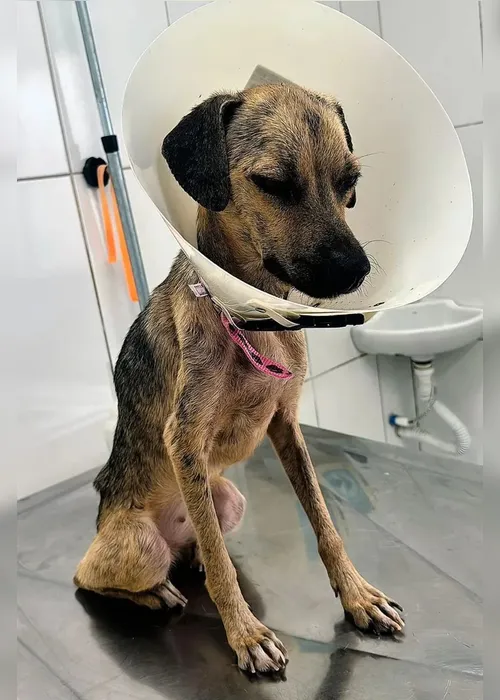 
				Mel: cadela resgatada em Maceió supera câncer após um ano de tratamento
			
			