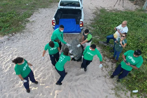 
				Tartaruga resgatada é devolvida ao mar após meses de reabilitação
			
			