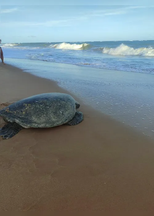 
				Tartaruga resgatada é devolvida ao mar após meses de reabilitação
			
			