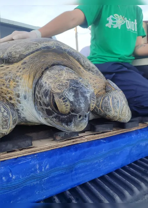 
				Tartaruga resgatada é devolvida ao mar após meses de reabilitação
			
			