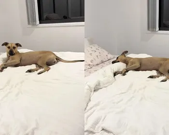 Cadela resgatada viraliza com rotina de sono de princesa