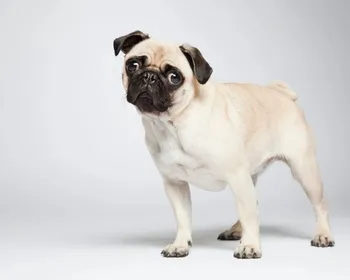 Diabetes: saiba as raças de cachorro com maior predisposição à doença