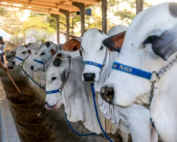 Expoagro Alagoas 2025 começa nesta sexta-feira com leilões, genética de ponta e atrações para toda a família