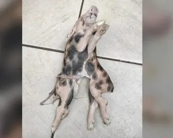 Leitão nasce com dois corpos e uma cabeça em Santa Catarina