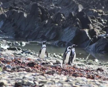 Pinguins ameaçados disputam peixes com barcos de pesca na África