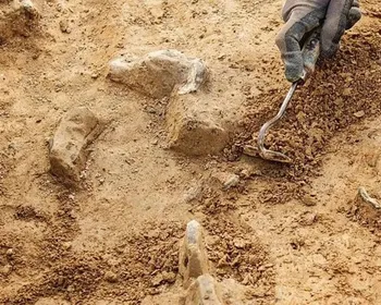 Russos descobrem árvore fossilizada com 385 milhões de anos