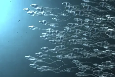 
				Atenção! Vírus presentes no sêmen podem transmitir doenças
			
			