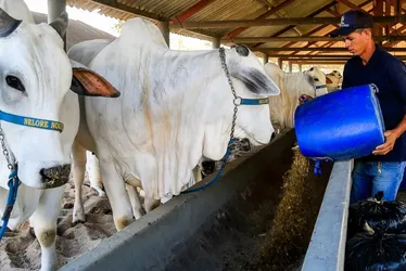 
				Clima de otimismo marca expositores da 75ª Expoagro, que esperam altas vendas na feira
			
			