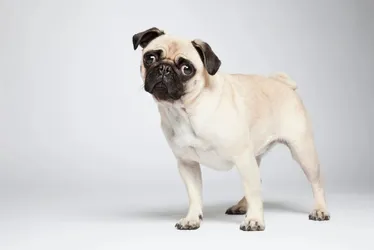 
				Diabetes: saiba as raças de cachorro com maior predisposição à doença
			
			