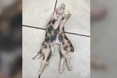 
				Leitão nasce com dois corpos e uma cabeça em Santa Catarina
			
			