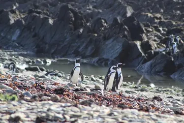 
				Pinguins ameaçados disputam peixes com barcos de pesca na África
			
			