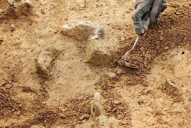 
				Russos descobrem árvore fossilizada com 385 milhões de anos
			
			