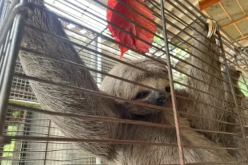 
				Bicho-preguiça encontrado em micro-ônibus é resgatado em Maceió
			
			