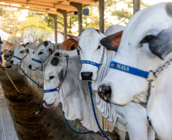 Expoagro Alagoas 2025: segunda-feira terá julgamento de Santa Inês, entrada de animais Nelore e encontro das mulheres do agro