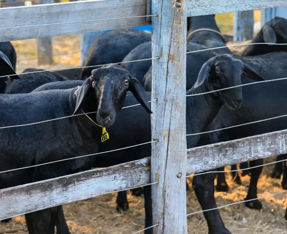 Expoagro Alagoas 2025: quarta-feira terá julgamentos de Nelore, Gir Leiteiro e Santa Inês, além do Leilão Matrizes Santa Fé