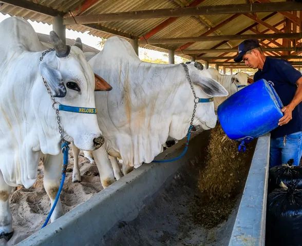Expoagro Alagoas 2025: sexta-feira (31) tem Ranch Sorting, leilão Santa Inês e julgamentos de destaque