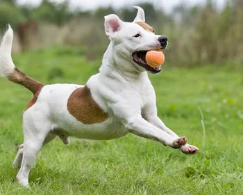 Bolinhas: por que os cães são tão apaixonados pelo brinquedo?