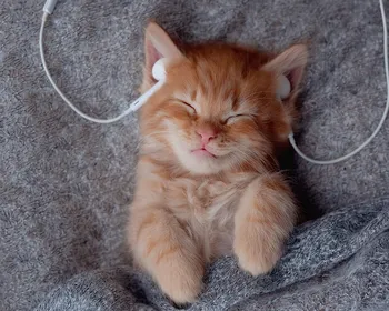 Música para gatos: estudos revelam os sons que acalmam os felinos