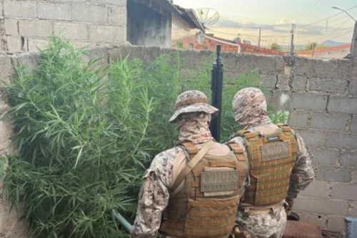 
				PM localiza plantio de maconha em oficina no Sertão de Alagoas
			
			
