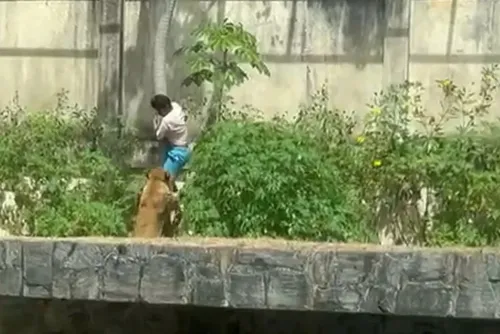 
				Zoo onde jovem foi morto por leoa reabre com novas regras e câmeras com IA
			
			