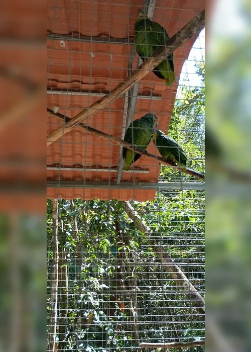 
				Animais ameaçados são levados para recintos de aclimatação na Mata Atlântica em Coruripe
			
			