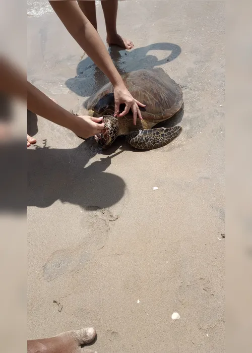 
				Tartaruga-verde é encontrada com crânio esmagado na Praia de Peroba, em Maragogi
			
			