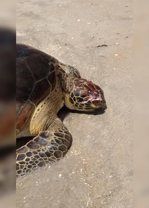 
				Tartaruga-verde é encontrada com crânio esmagado na Praia de Peroba, em Maragogi
			
			