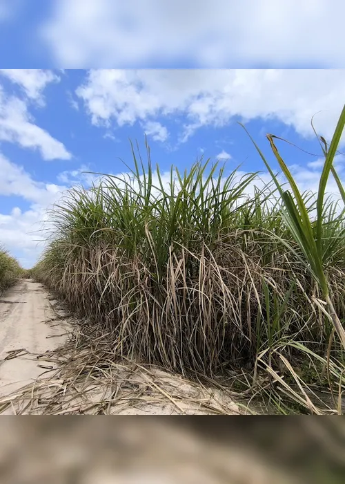
				Menor em 5 anos, ATR de janeiro cai 6,7% e agrava crise da cana em AL
			
			
