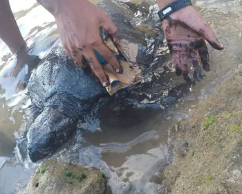 Pesquisa aponta que uma em cada cinco tartarugas-verde já ingeriu plástico em Alagoas