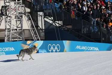 
				Cão invade pista e cruza linha de chegada antes de brasileira
			
			