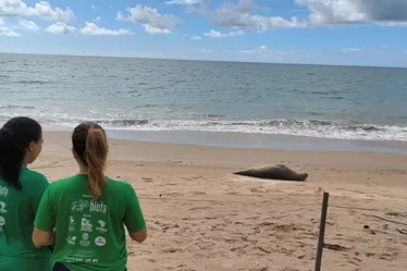 
				Elefante-marinho é encontrado descansando na Barra de Santo Antônio
			
			