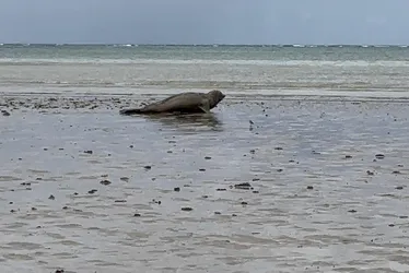 
				Elefante-marinho percorre 20 km no litoral de Alagoas; veja fotos!
			
			