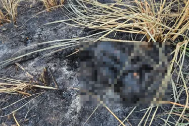 
				Cabeleireira que estava desaparecida é encontrada carbonizada em São Miguel dos Campos
			
			