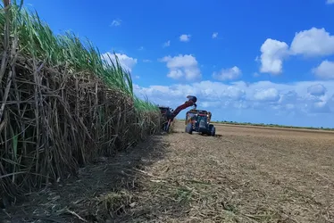 
				Safra de cana em AL cresce 0,7%, com mais etanol e menos açúcar
			
			