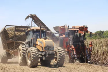 
				Usina em AL importa máquinas da Índia para enfrentar falta de mão de obra
			
			