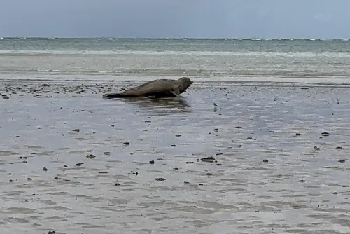 
				Elefante-marinho percorre 20 km no litoral de Alagoas; veja fotos!
			
			