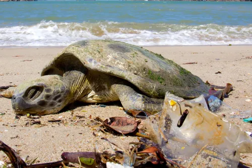 
				Lixo “esquecido” na praia invade os oceanos, afeta ecossistemas e acaba com vidas marinhas
			
			