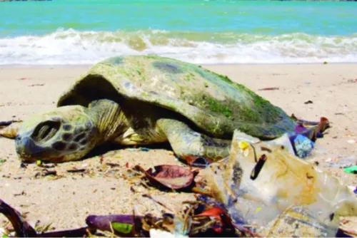 
				Lixo “esquecido” na praia invade os oceanos, afeta ecossistemas e acaba com vidas marinhas
			
			